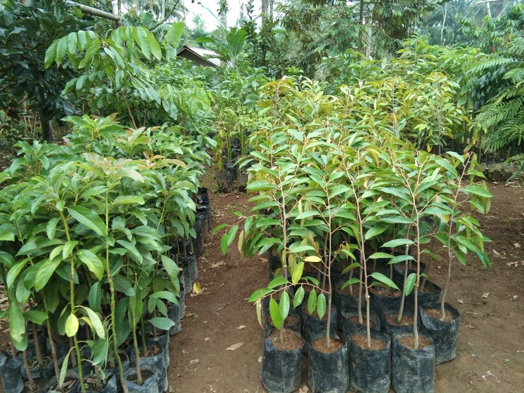 Cách chọn giống cây sầu riêng Ri6