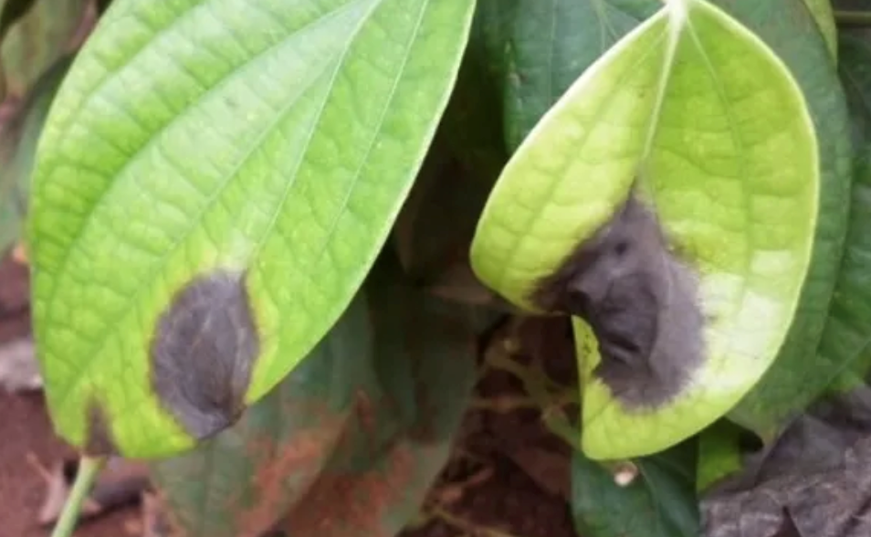 Bệnh đen lá trên cây hồ tiêu là gì?