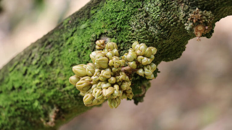 Nguyên nhân sầu riêng chậm ra mắt cua