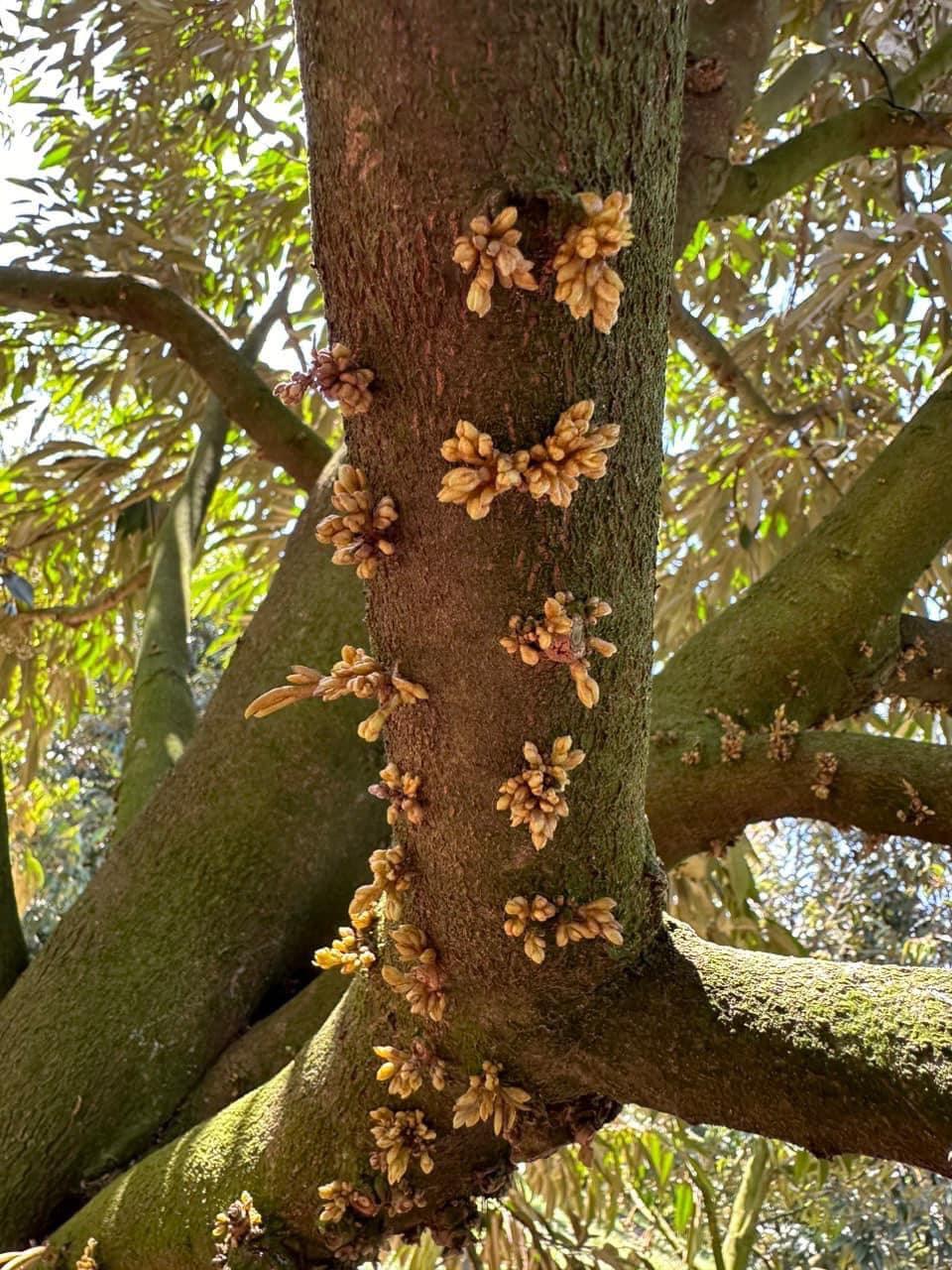 Cách khắc phục sầu riêng chậm ra mắt cua: Dinh dưỡng