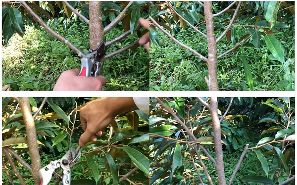 Tia-canh-,-tao-tan-cho-cay-sau-rieng