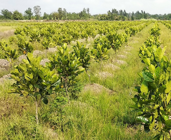 Khoảng cách trồng mít Thái