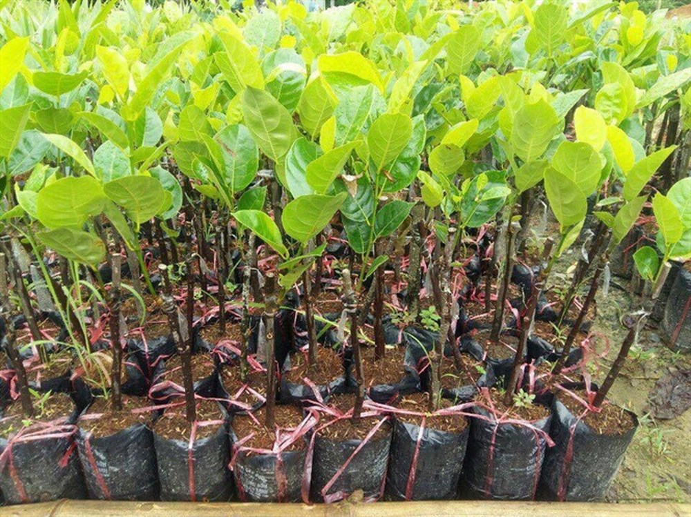 Cách trồng mít Thái