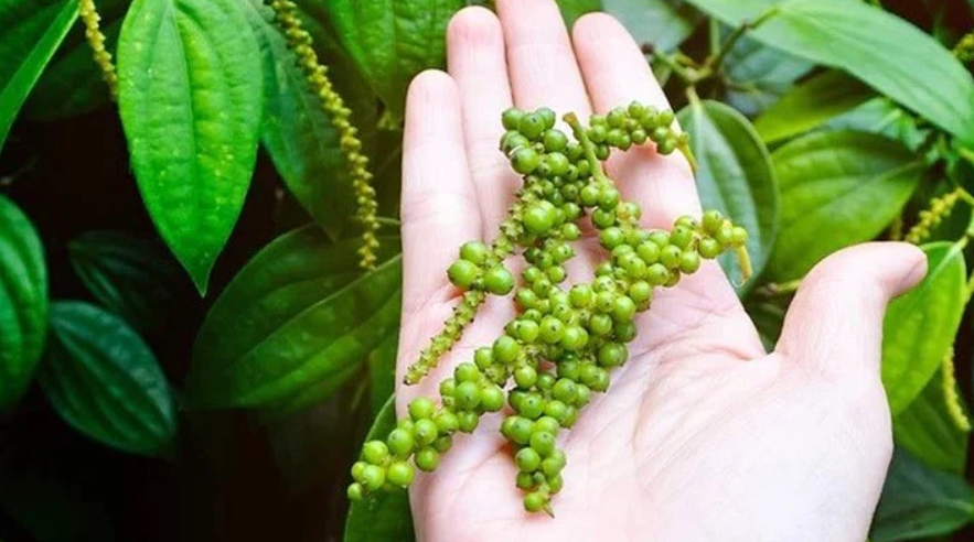 Cập nhật giá tiêu mới nhất 2023