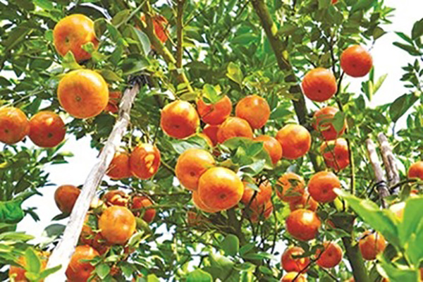 cay-an-qua-dam-bao-an-toan-thuc-pham