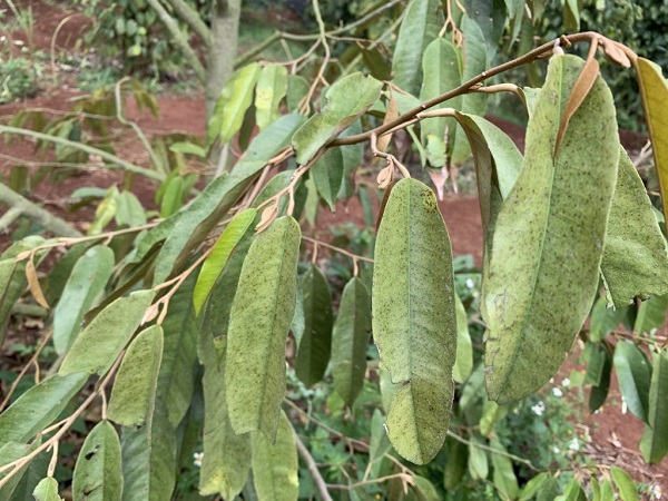 Nhen-do-hai-sau-rieng