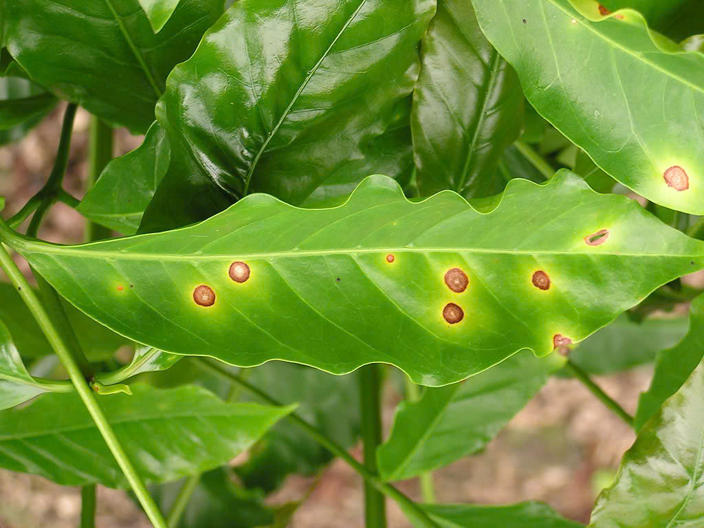 Đốm mắt cua xuất hiện trên lá cà phê, gây ảnh hưởng đến quá trình quang hợp