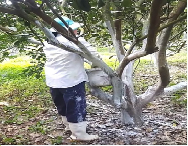 cham-soc-cay-an-qua-an-toan