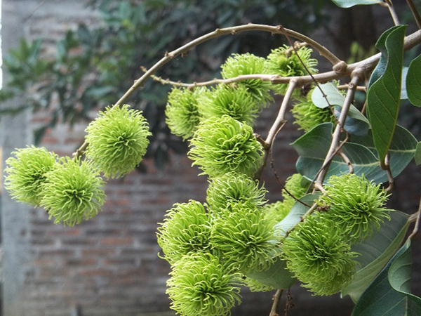 cham-soc-cay-chom-chom