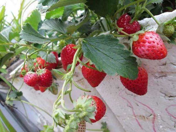 cham-soc-cay-dau-tay