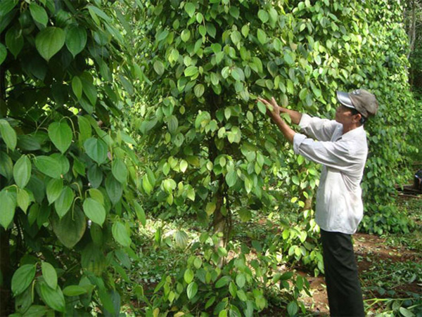 cham-soc-cay-ho-tieu