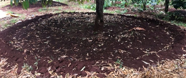 Cải thiện đất và cung cấp dưỡng chất giúp cây phát triển lâu dài