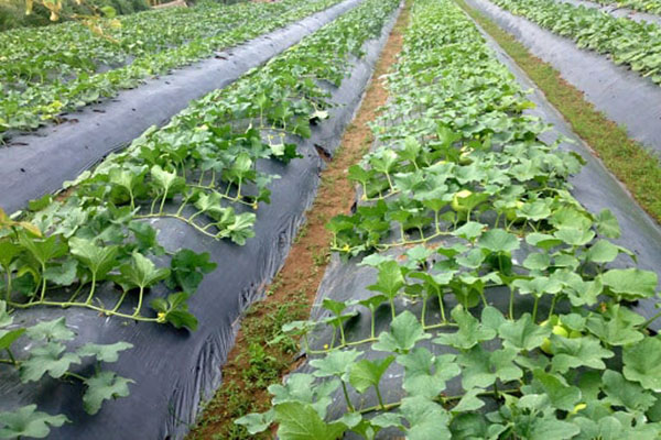 cham-soc-dua-le-sieu-ngot