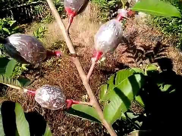 chiet-canh-cay-an-qua