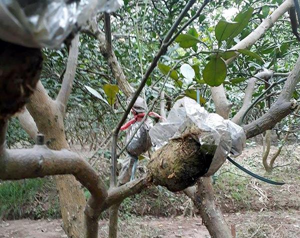 chiet-canh-cho-cay-an-qua