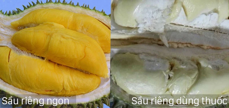 Nhan-biet-sau-rieng-bi-ep-thuoc-chin-bang-cach-nhin-mui