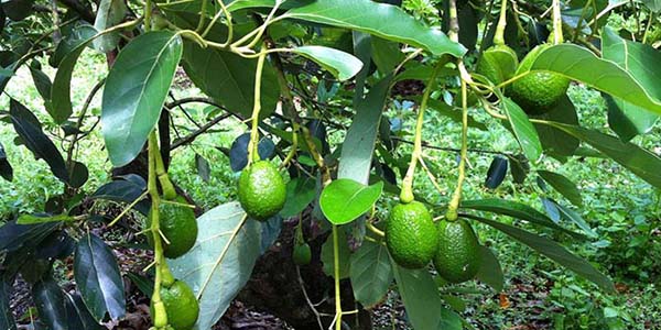 dac-diem-sinh-thai-cay-bo