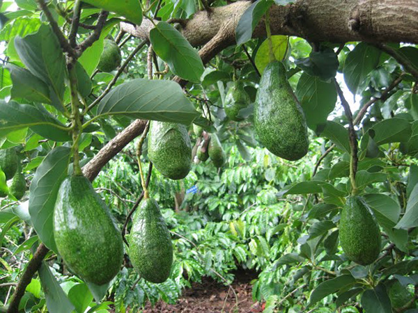 dac-diem-sinh-thai-cua-cay-bo