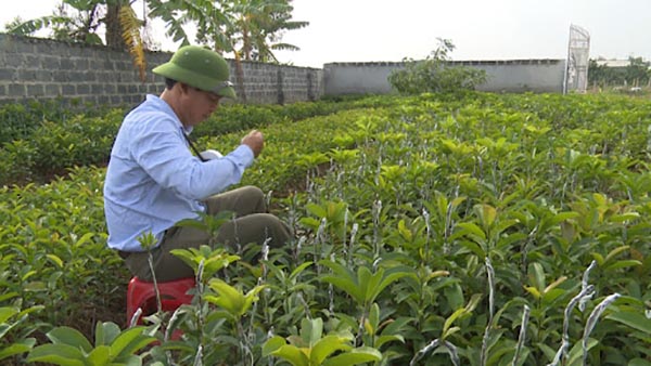 dac-diem-vuon-uom-cay-an-qua