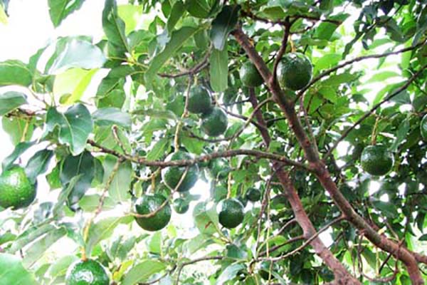 dieu-kien-thoi-tiet-thich-hop-cho-cay-bo