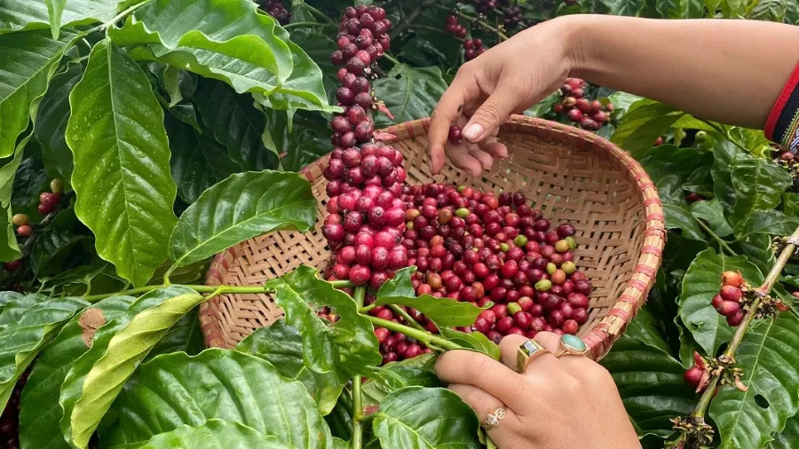 Nhu cầu cà phê tiếp tục tăng cao