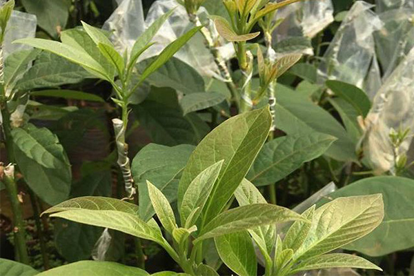 ghep-choi-bo-hieu-qua