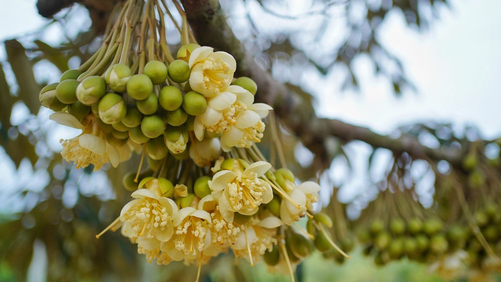 Nuôi bông sầu riêng: Dinh dưỡng