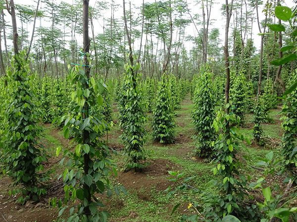 giai-phap-trong-tieu-hieu-qua-cho-nha-nong