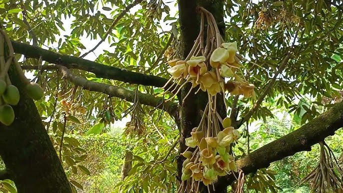 Sầu riêng xổ nhụy đi đọt là gì?