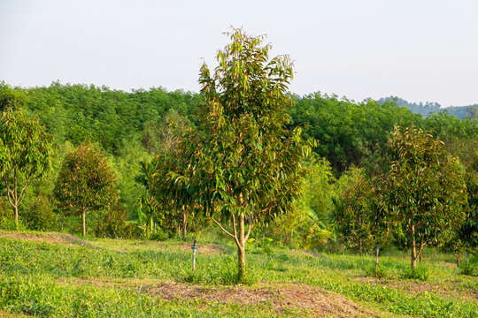 Cách chăm sóc cây khi đã làm đất trồng sầu riêng