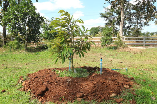 Cách làm đất trồng sầu riêng: tiêu chí làm đất