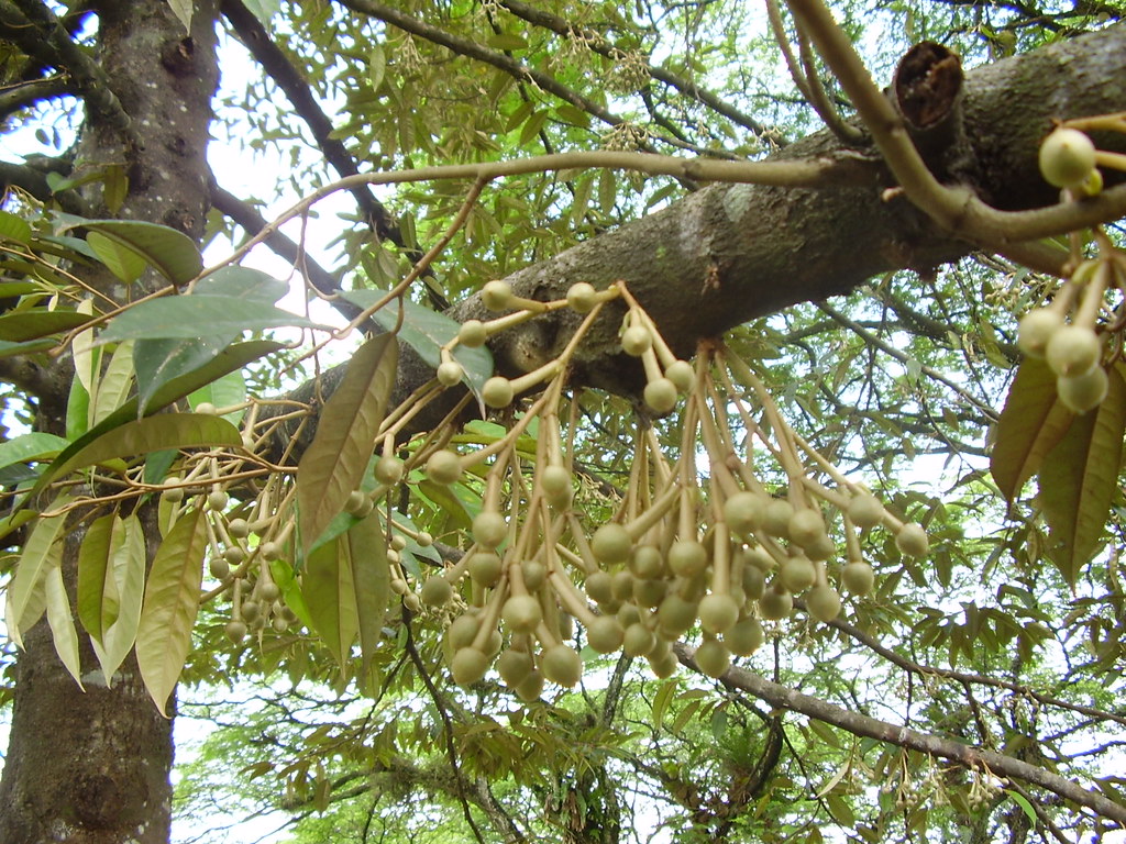 Biện pháp để khắc phục chống sốc nước bông sầu riêng