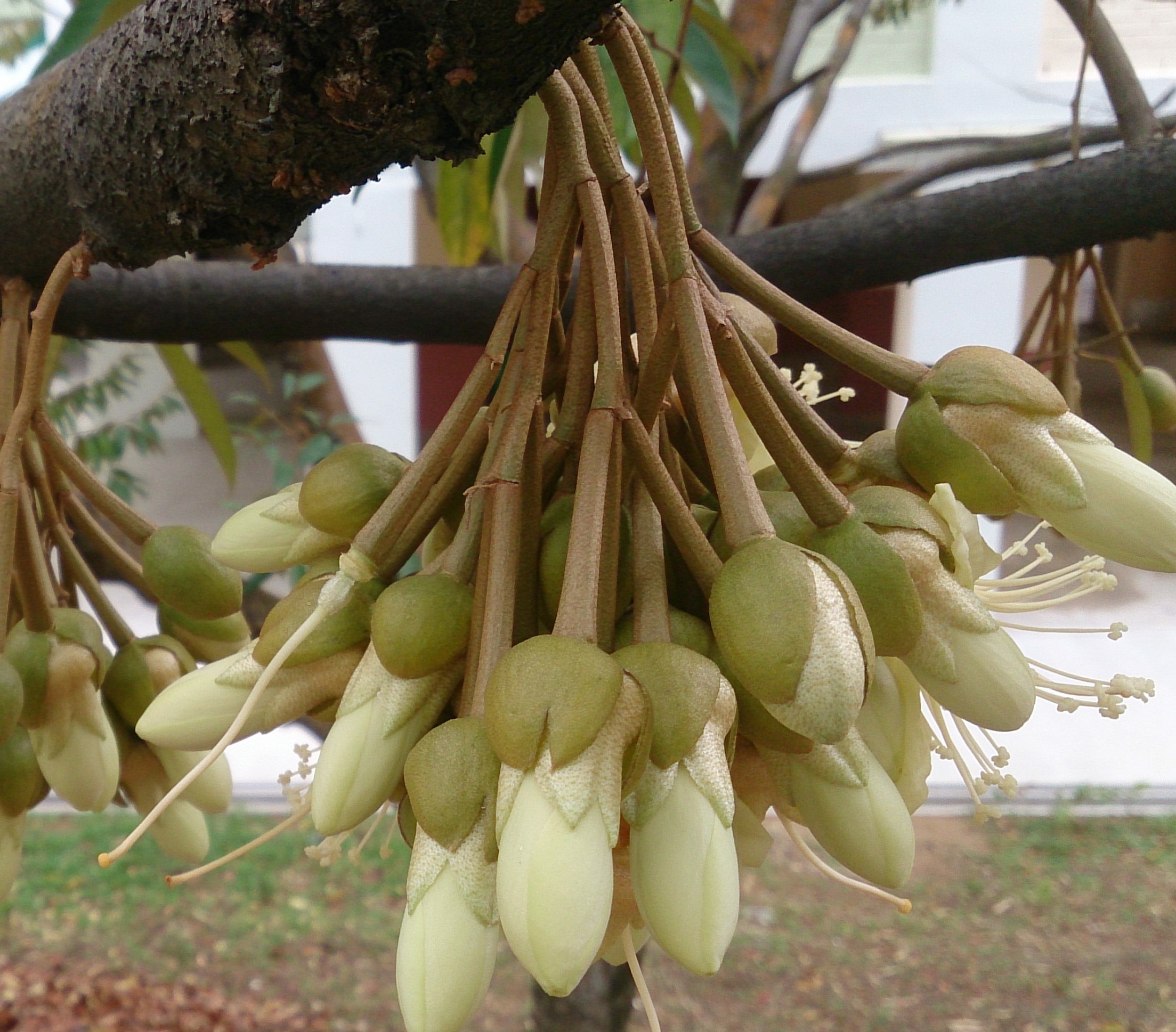 Khắc phục chống sốc nước bông sầu riêng