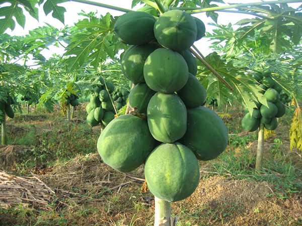 khi-hau-phu-hop-cho-cay-du-du