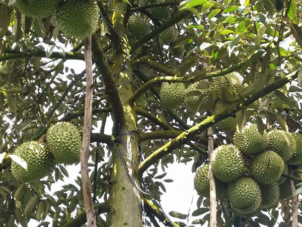 ky-thuat-bon-phan-cho-cay-an-trai