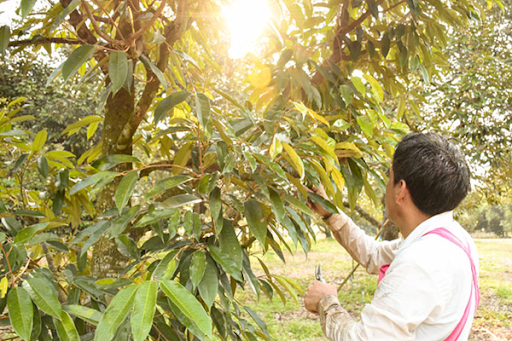 Trồng bao lâu thì cắt tỉa cây sầu riêng?