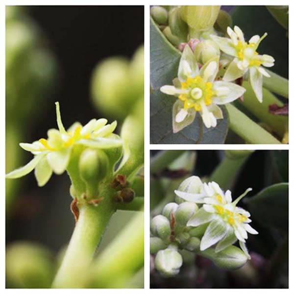 ky-thuat-cham-soc-bo-khi-ra-hoa