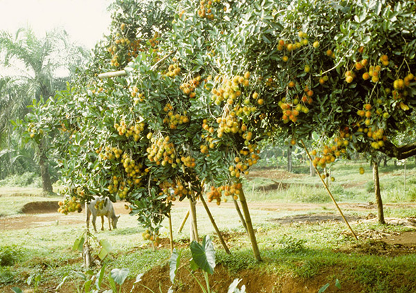 ky-thuat-cham-soc-chom-chom