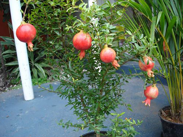 ky-thuat-cham-soc-luu