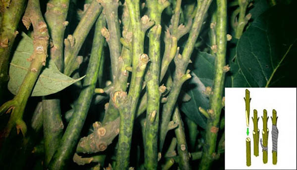 ky-thuat-ghep-choi-bo-cho-ty-le-song-cao