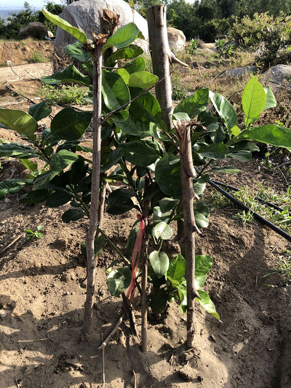 ky-thuat-trong-cay-buoi