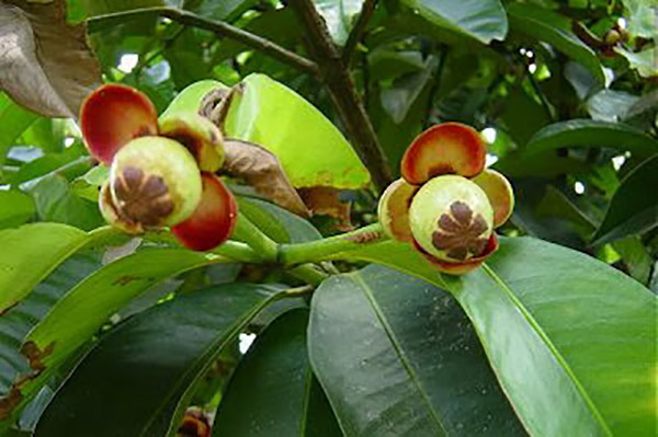 ky-thuat-trong-cay-mang-cut