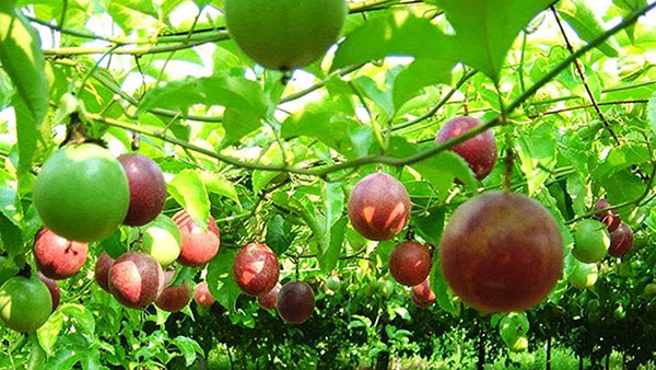 ky-thuat-trong-chanh-day