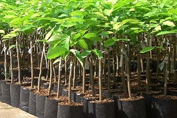 ky-thuat-trong-va-cham-soc-cay-chom-chom