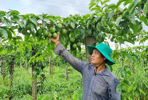 am-gian-cho-cay-chanh-day