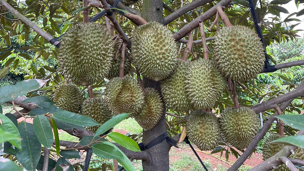 Mùa sầu riêng Tây Nguyên tháng mấy?