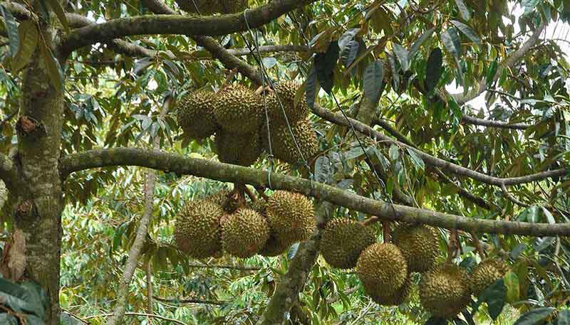 Mùa sầu riêng vào tháng mấy: Các đặc điểm để nhận biết sầu riêng chín