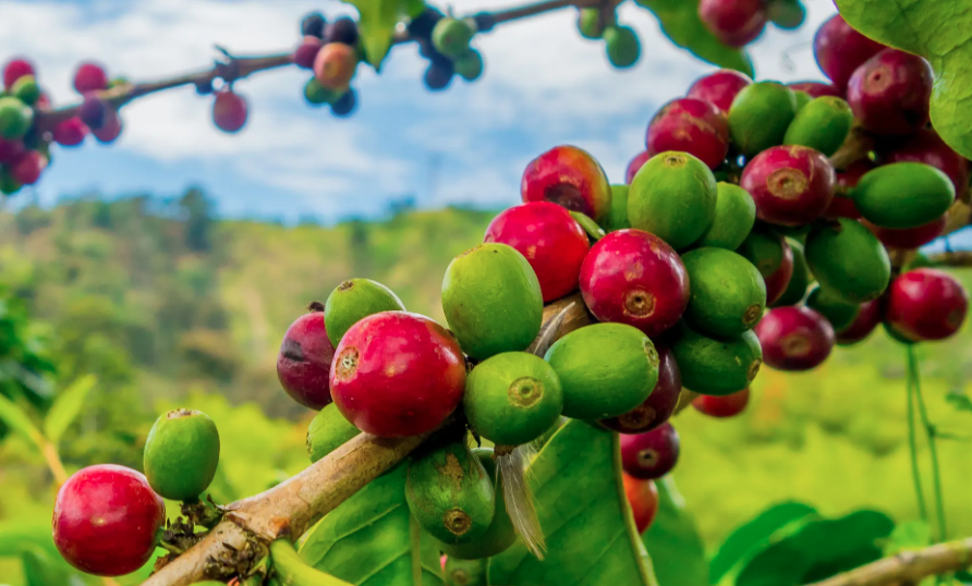 Chọn giống cà phê trồng tại Đắk Lắk cho năng suất cao