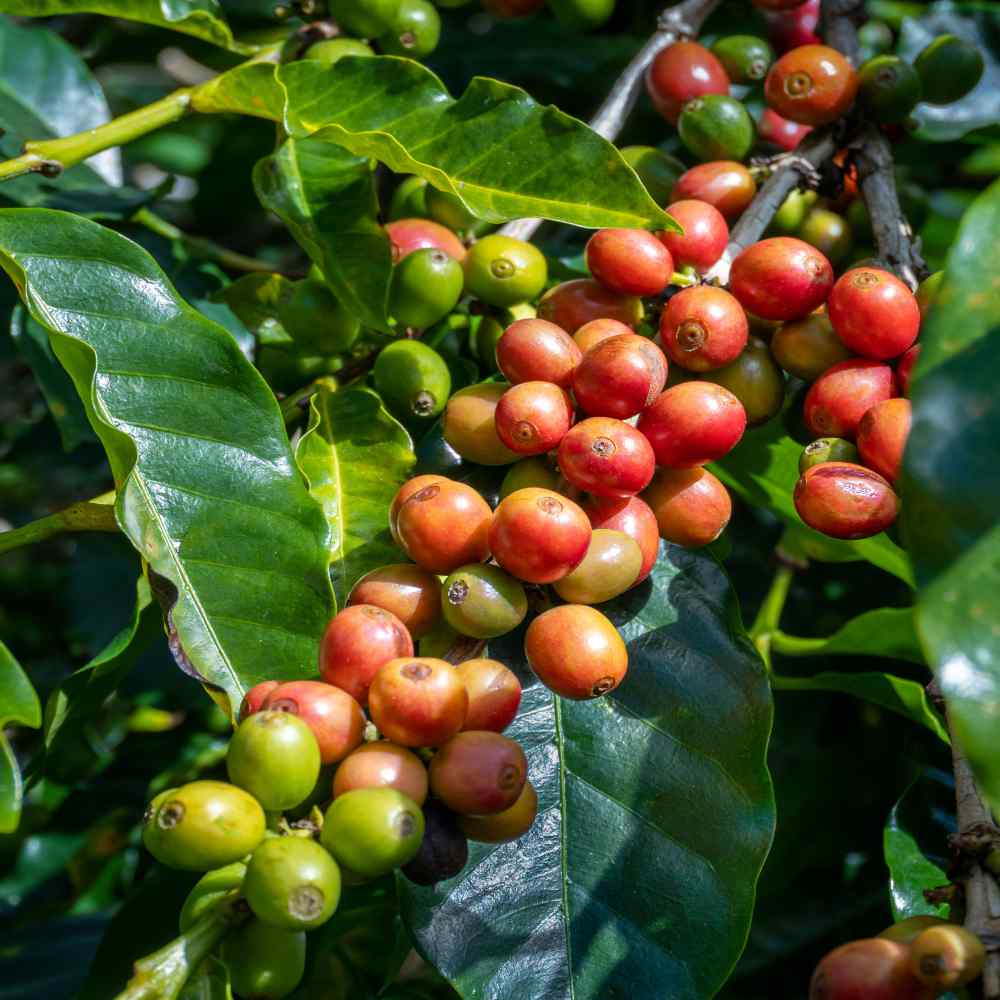 Nguồn gốc và lịch sử của loại cà phê Arabica