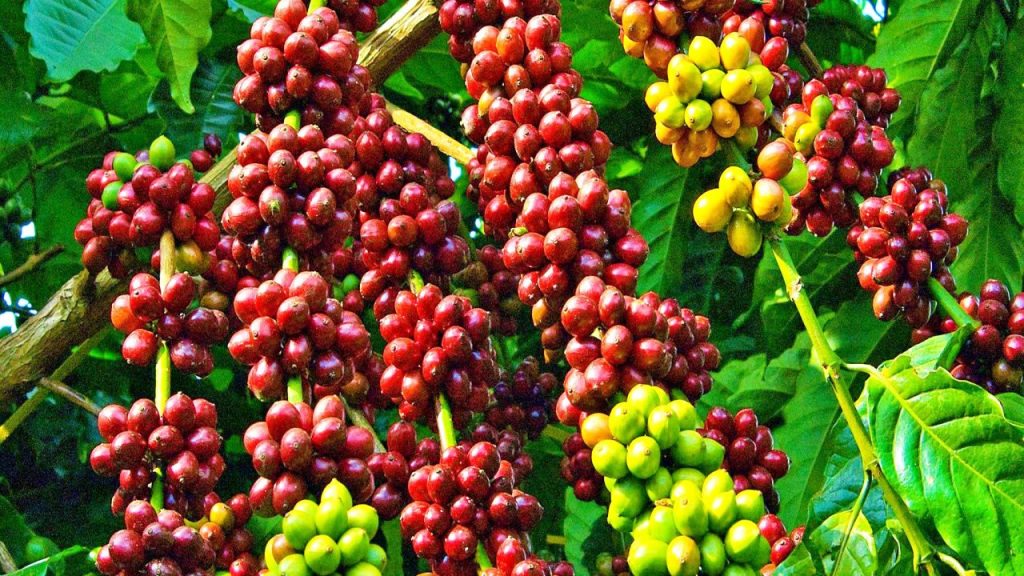 Nguồn gốc của cà phê Robusta